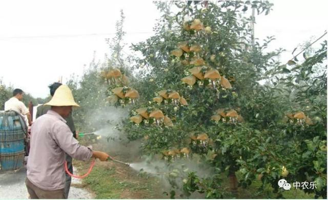 苹果追肥关键期,几种施肥方法省工又省力!