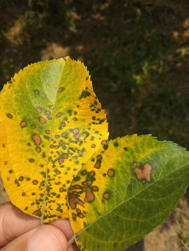 苹果早期落叶病防治