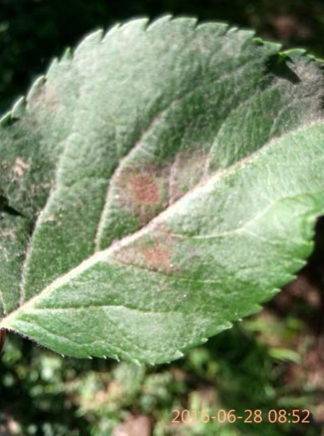 苹果早期落叶病防治