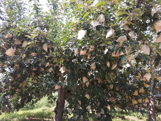 苹果早期落叶病防治