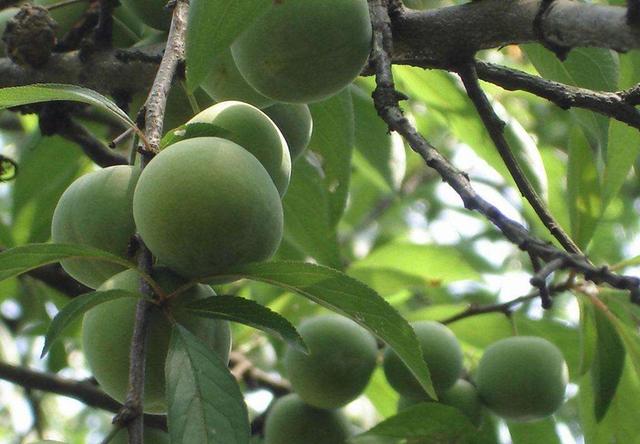 杏树早期落叶原因与防治措施