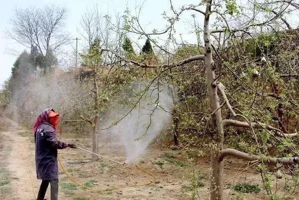 果树浇水技术