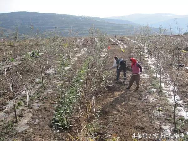 果园秋季作业步骤歌（9、10月管理重点）
