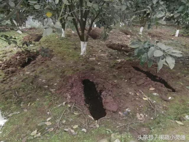 果树施肥知识大全！