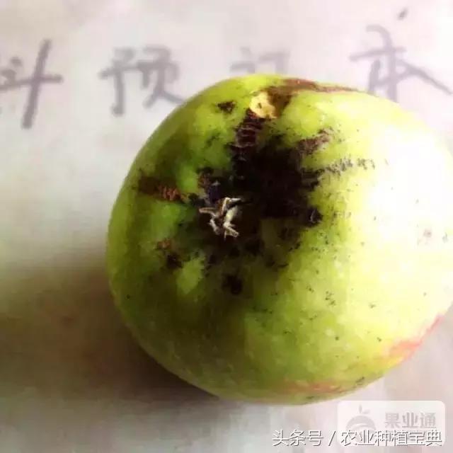 苹果树最全的病虫害防治集