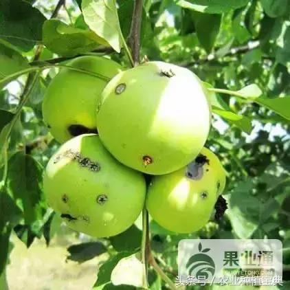 苹果树最全的病虫害防治集