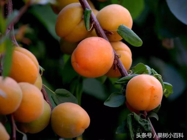 杏树周年管理历