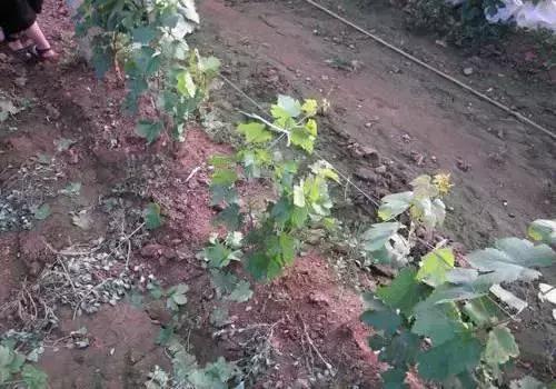 葡萄全套施肥技术