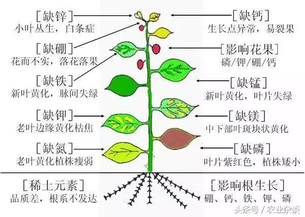 作物缺啥肥高清图片，一看就懂