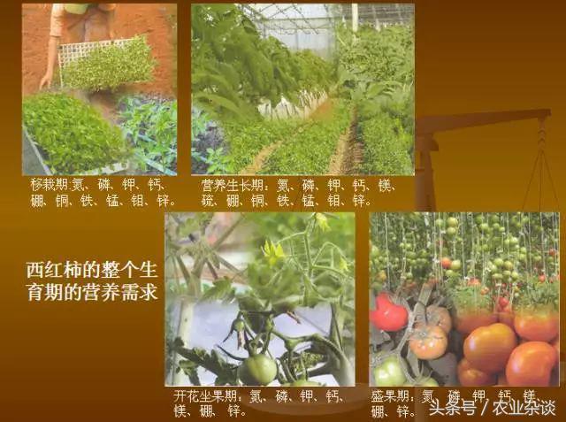 作物缺啥肥高清图片，一看就懂