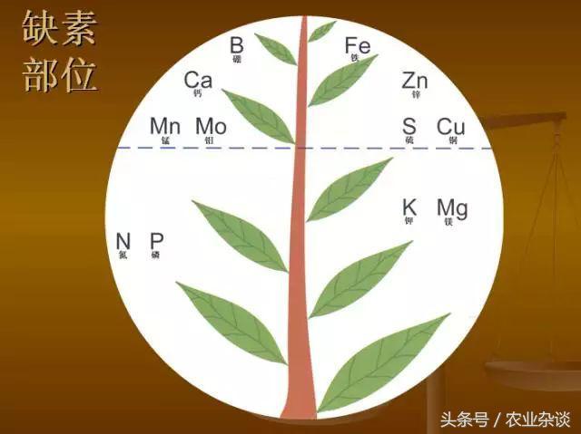 作物缺啥肥高清图片，一看就懂