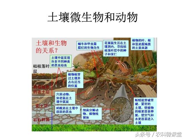 健康的土壤标准