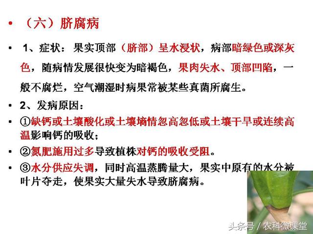 辣椒高产栽培技术——专题讲座