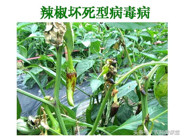辣椒高产栽培技术——专题讲座