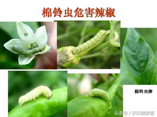 辣椒高产栽培技术——专题讲座