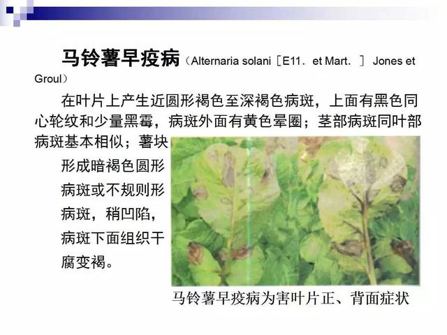 最全的马铃薯病害详解