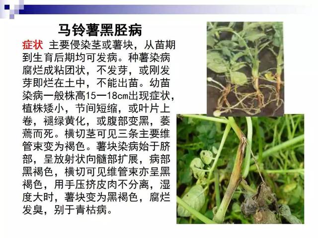 最全的马铃薯病害详解