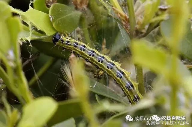 不同种类病虫害的治疗方法！