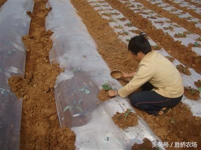 西兰花种植指导书