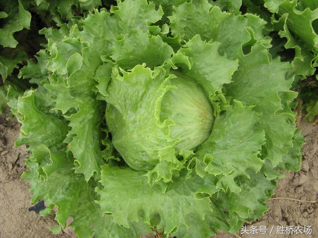 生菜标准化种植流程指导