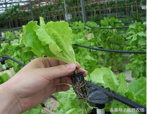 生菜标准化种植流程指导