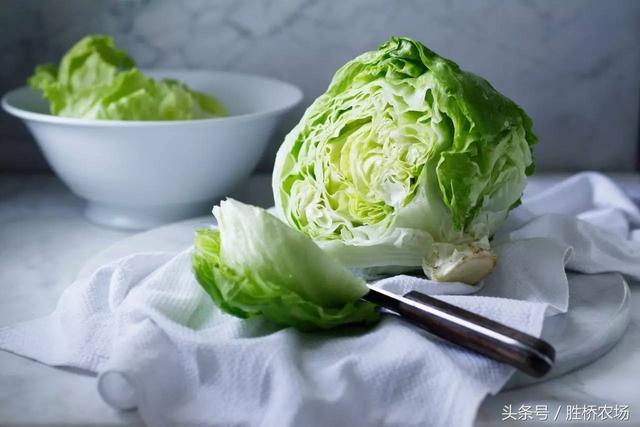 生菜标准化种植流程指导