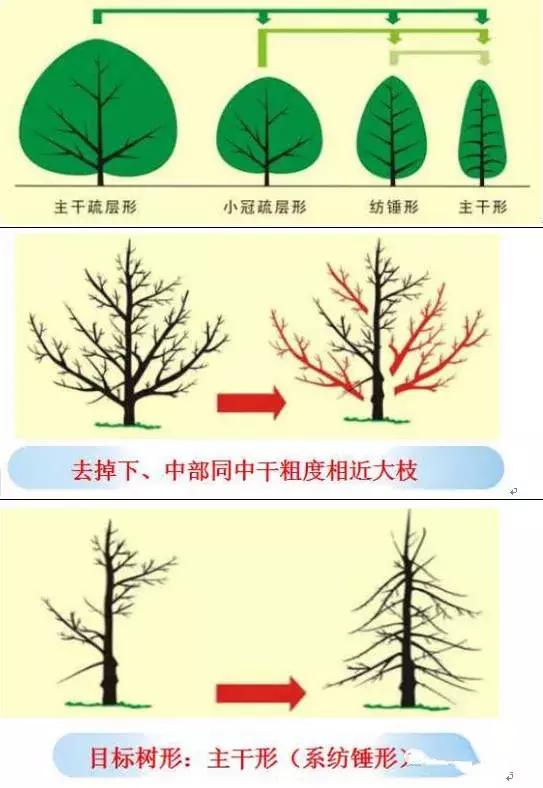 果树修剪技术详解六大板块