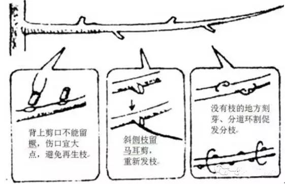 果树修剪技术详解六大板块