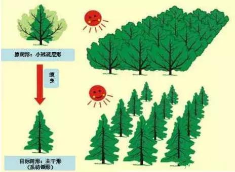 果树修剪技术详解六大板块