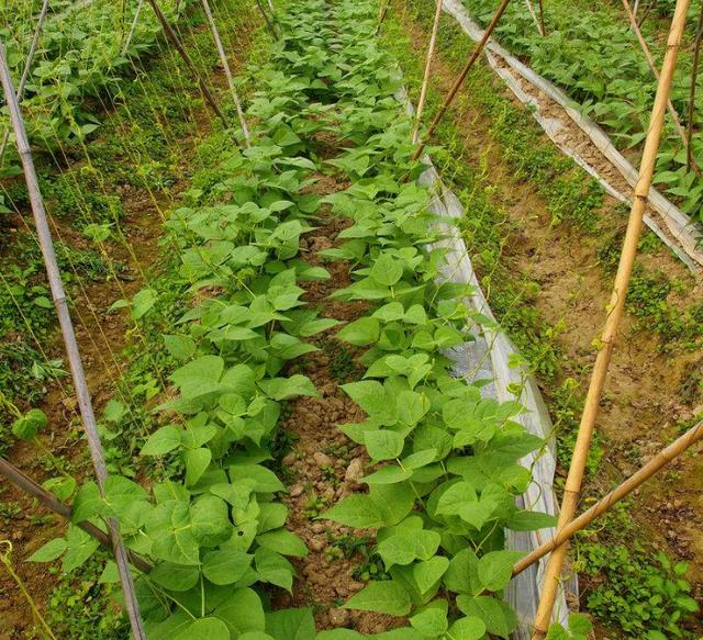 豆角的生长特性和生长环境