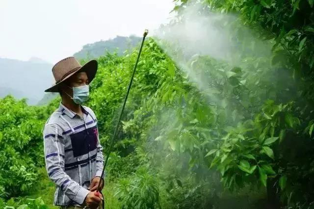 果树根外追肥技术