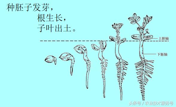 花生的一生生长周期，生育特点