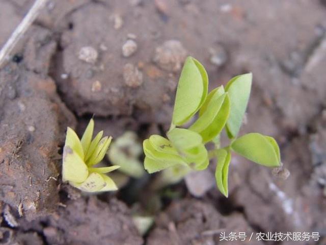 花生的一生生长周期，生育特点