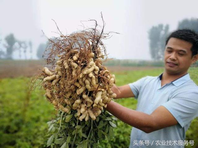 花生的一生生长周期，生育特点