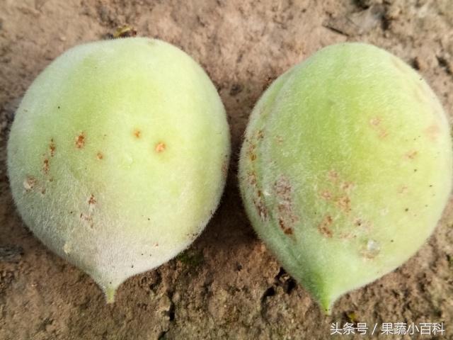 桃树病虫害防治