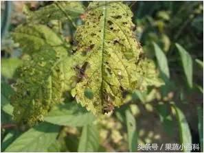 桃树病虫害防治