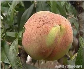 桃树病虫害防治