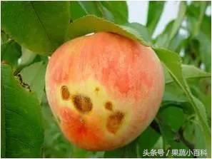 桃树病虫害防治