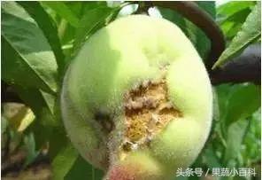 桃树病虫害防治