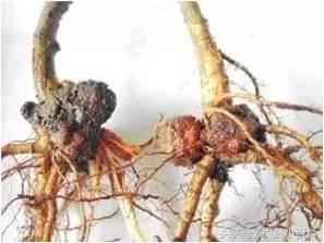 桃树病虫害防治