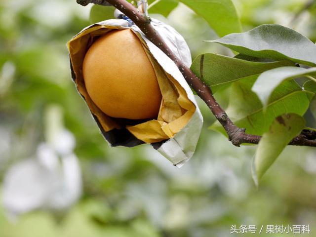 梨树管理年历！各月份农事操作汇总