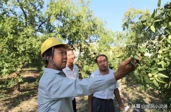 枣树主要病虫害以及防治方案