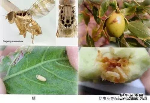 枣树主要病虫害以及防治方案