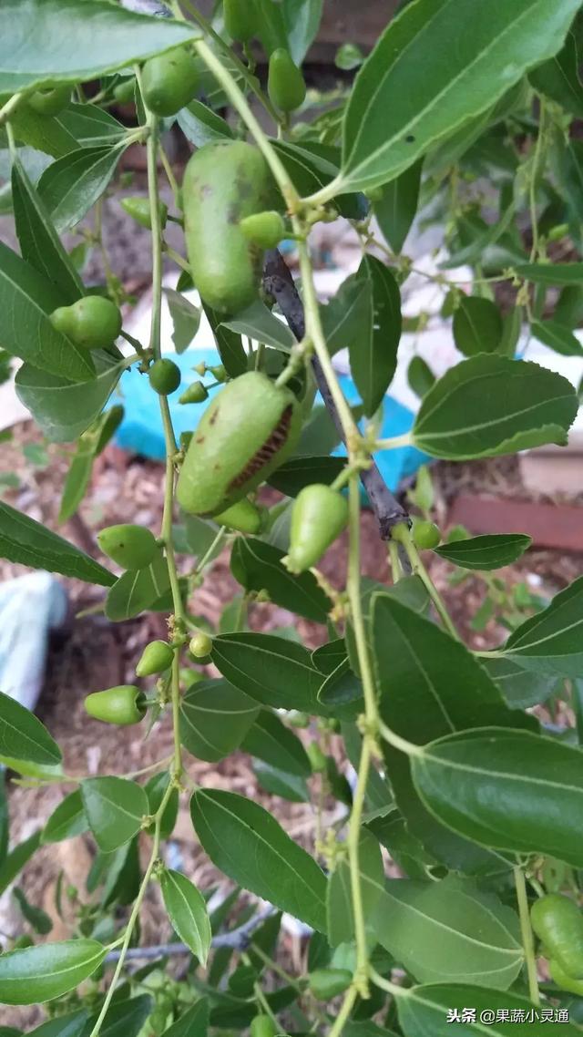 枣树主要病虫害以及防治方案