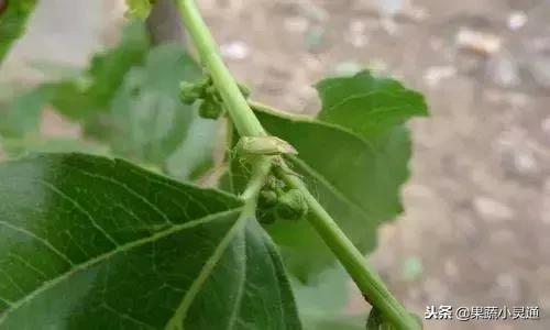 枣树主要病虫害以及防治方案