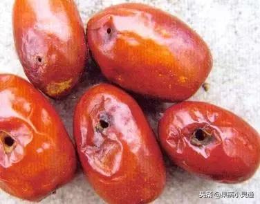 枣树主要病虫害以及防治方案