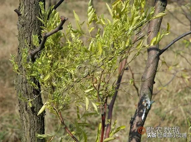 枣树主要病虫害以及防治方案