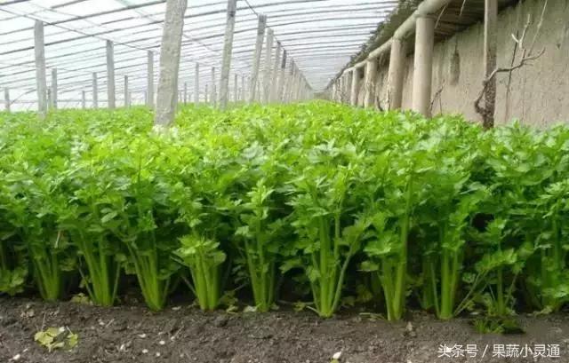 芹菜栽培种植技术汇总