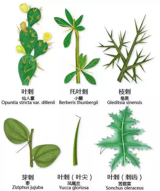 最全植物形态图解