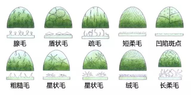 最全植物形态图解
